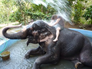 Elephant shower